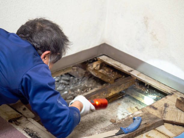Best Commercial Mold Removal  in Freer, TX