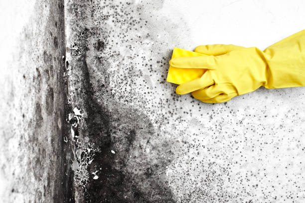 Best Commercial Mold Removal  in Freer, TX