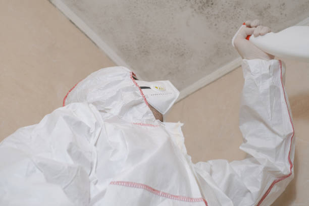 Best Office Mold Removal Services  in Freer, TX