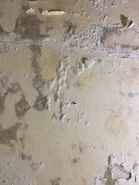 Best Local Mold Removal Service  in Freer, TX