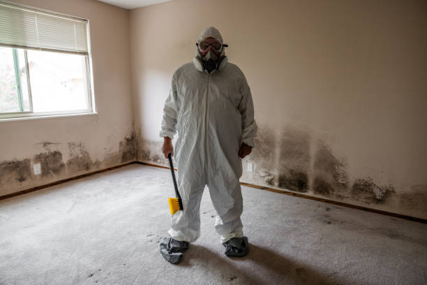 Best Black Mold Removal  in Freer, TX