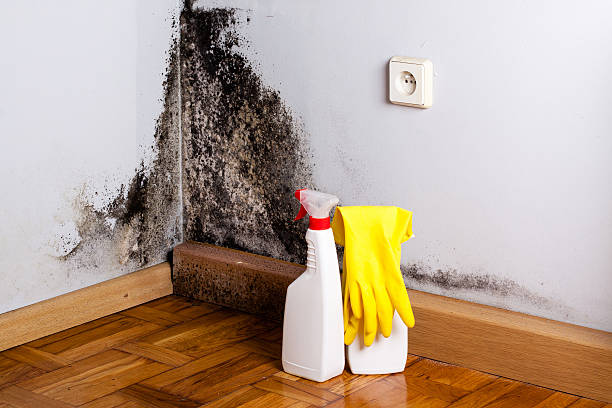 Best Black Mold Removal  in Freer, TX