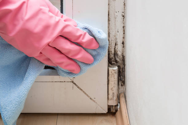 Office Mold Removal Services in Freer, TX
